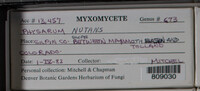 Physarum nutans image
